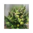 Orange Hill Special Feminized Cannabis Seeds by Dutch Passion Seeds