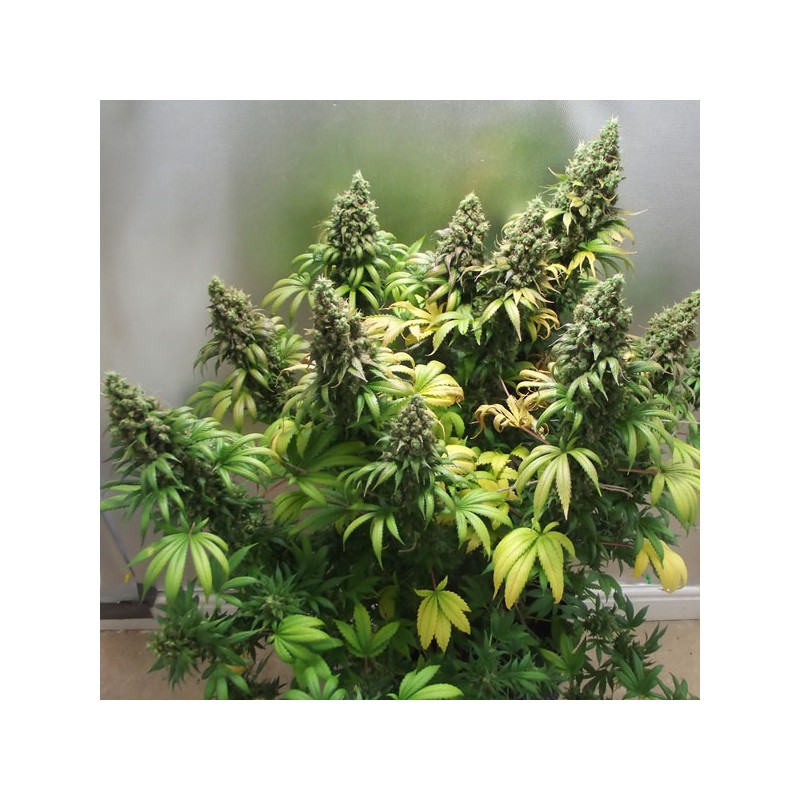 Orange Hill Special Feminized by Dutch Passion Seeds Orange Hill Special Feminized by Dutch Passion Seeds