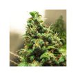 Orange Hill Special Feminized Cannabis Seeds by Dutch Passion Seeds