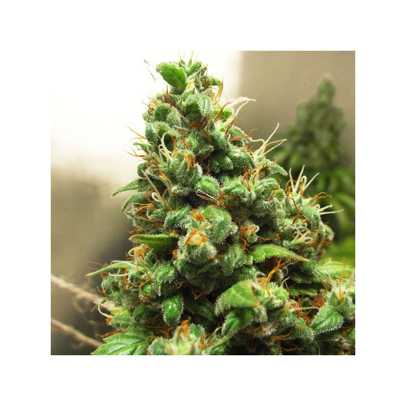 Orange Hill Special Feminized by Dutch Passion Seeds Orange Hill Special Feminized by Dutch Passion Seeds