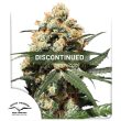 Orange Hill Special Regular Cannabis Seeds by Dutch Passion Seeds