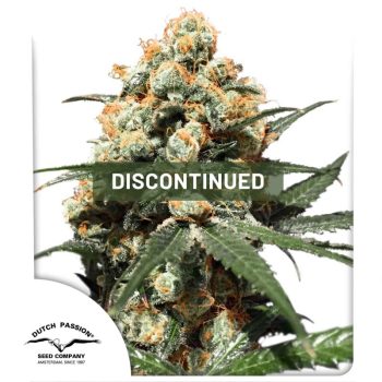 Orange Hill Special Regular Cannabis Seeds by Dutch Passion Seeds
