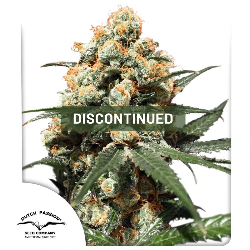 Orange Hill Special Regular Cannabis Seeds by Dutch Passion Seeds Orange Hill Special Regular Cannabis Seeds by Dutch Passion Seeds