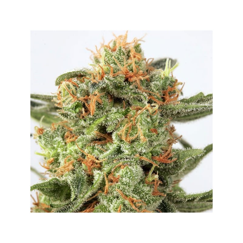 Orange Hill Special Feminized by Dutch Passion Seeds Orange Hill Special Feminized by Dutch Passion Seeds