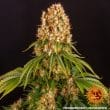 Orange Sherbert Feminized Cannabis Seeds by Barneys Farm