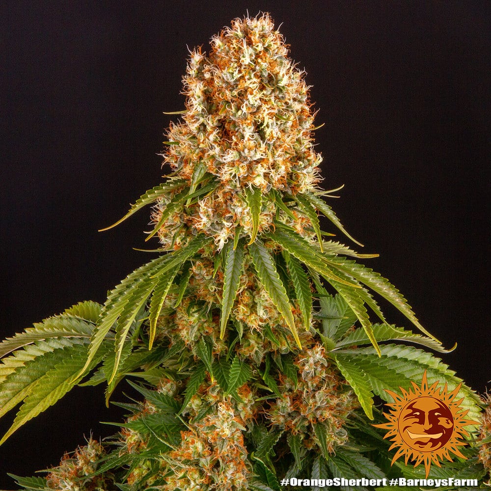 Orange Sherbert Feminized Cannabis Seeds by Barneys Farm Orange Sherbert Feminized Cannabis Seeds by Barneys Farm