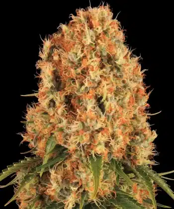Orange Sherbert Feminized Cannabis Seeds by Barneys Farm