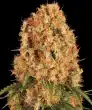 Orange Sherbert Feminized Cannabis Seeds by Barneys Farm