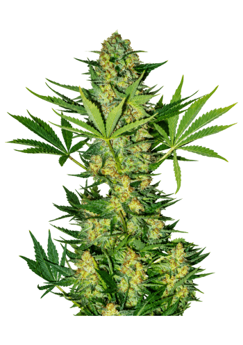 Original Auto Russian Cannabis Seeds by Fast Buds