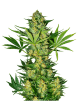 Original Auto Russian Cannabis Seeds by Fast Buds