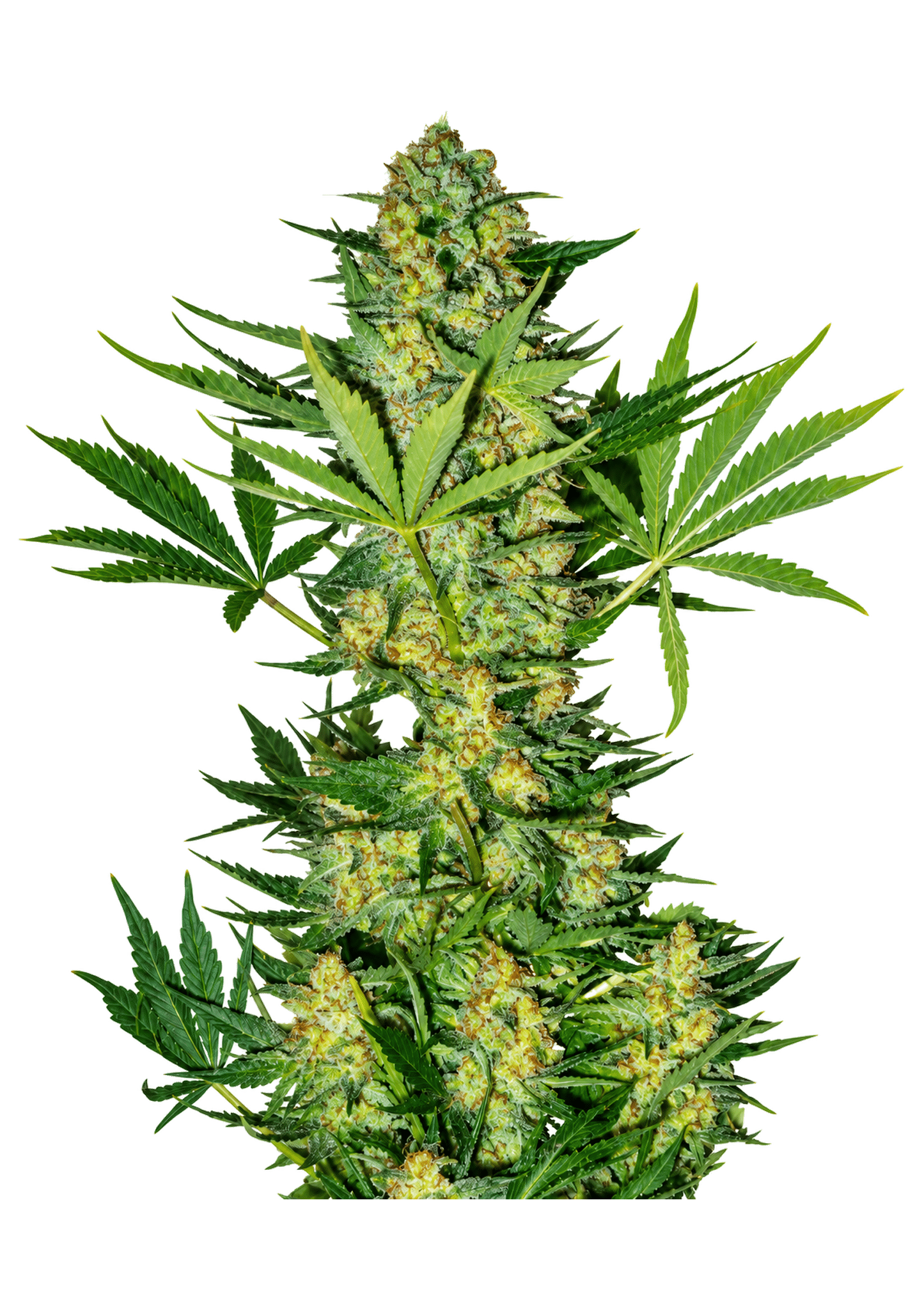 Original Auto Russian Cannabis Seeds by Fast Buds Original Auto Russian Cannabis Seeds by Fast Buds