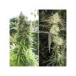 Pamir Gold Feminized Cannabis Seeds by Dutch Passion Seeds