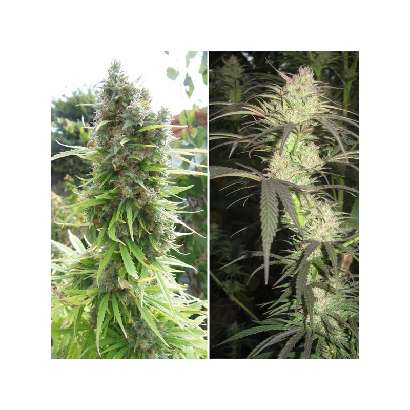 Pamir Gold Feminized by Dutch Passion Seeds Pamir Gold Feminized by Dutch Passion Seeds