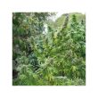 Pamir Gold Feminized Cannabis Seeds by Dutch Passion Seeds