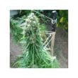 Pamir Gold Feminized Cannabis Seeds by Dutch Passion Seeds