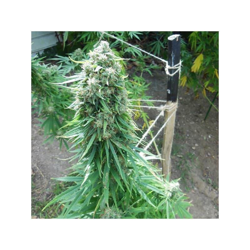 Pamir Gold Feminized by Dutch Passion Seeds Pamir Gold Feminized by Dutch Passion Seeds