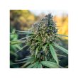Pamir Gold Feminized Cannabis Seeds by Dutch Passion Seeds