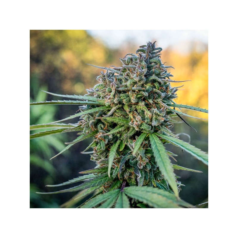 Pamir Gold Feminized by Dutch Passion Seeds Pamir Gold Feminized by Dutch Passion Seeds