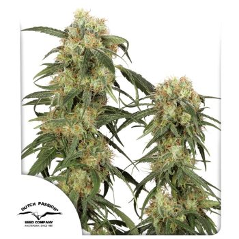 Pamir Gold Feminized Cannabis Seeds by Dutch Passion Seeds