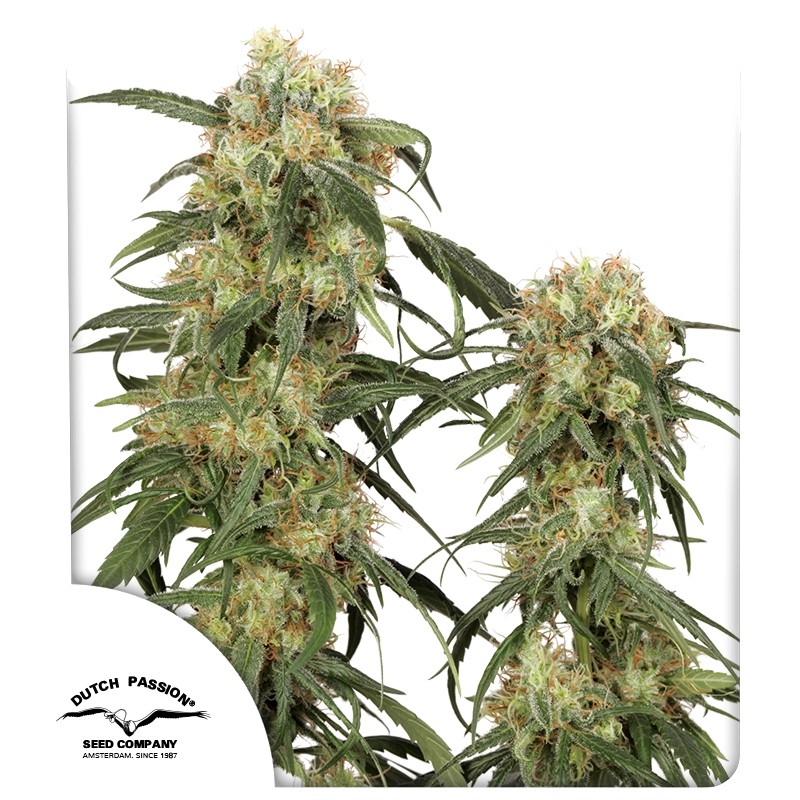Pamir Gold Feminized Cannabis Seeds by Dutch Passion Seeds Pamir Gold Feminized Cannabis Seeds by Dutch Passion Seeds