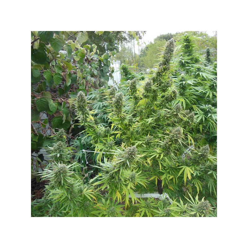 Pamir Gold Feminized by Dutch Passion Seeds Pamir Gold Feminized by Dutch Passion Seeds