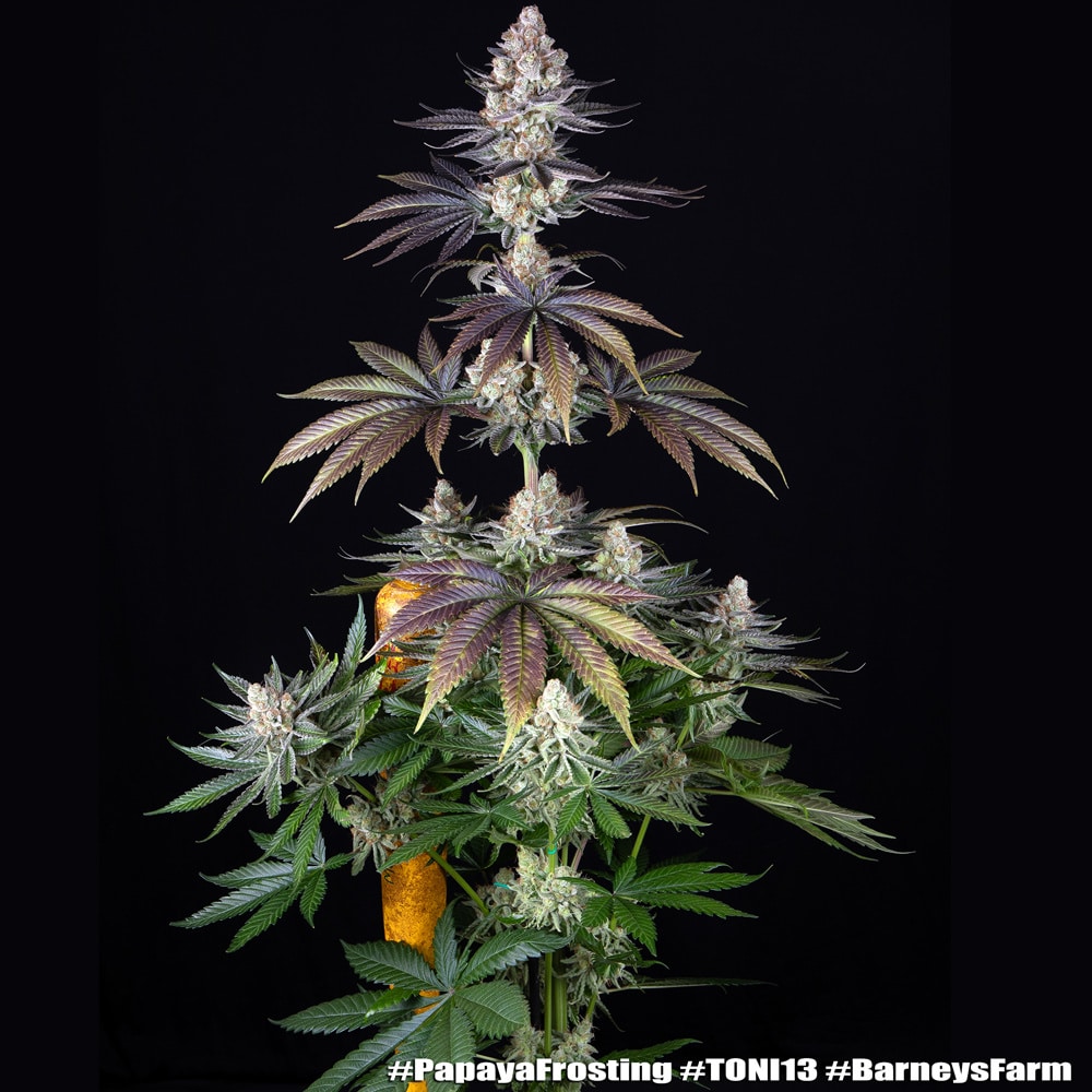 Papaya Frosting Feminized Cannabis Seeds by Barneys Farm Papaya Frosting Feminized Cannabis Seeds by Barneys Farm