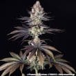 Papaya Frosting Feminized Cannabis Seeds by Barneys Farm
