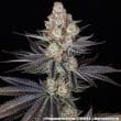 Papaya Frosting Feminized Cannabis Seeds by Barneys Farm