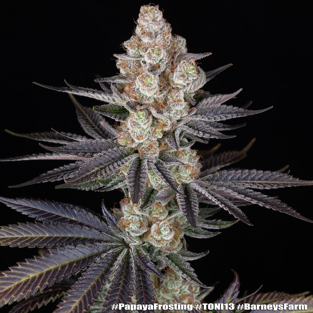 Papaya Frosting Feminized Cannabis Seeds by Barneys Farm Papaya Frosting Feminized Cannabis Seeds by Barneys Farm