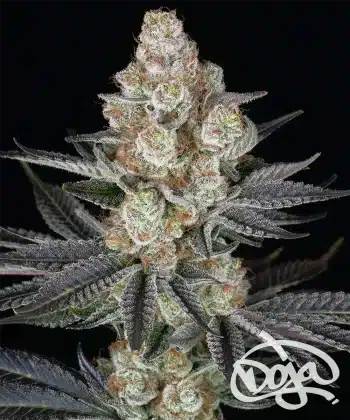 Papaya Frosting Feminized Cannabis Seeds by Barneys Farm