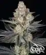 Papaya Frosting Feminized Cannabis Seeds by Barneys Farm