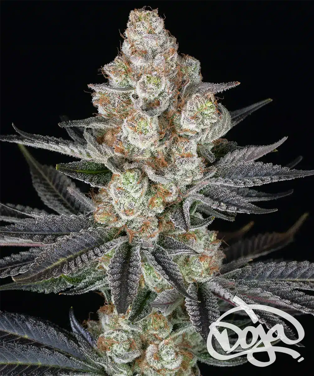 Papaya Frosting Feminized Cannabis Seeds by Barneys Farm Papaya Frosting Feminized Cannabis Seeds by Barneys Farm