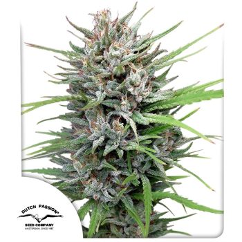 Passion #1 Feminized by Dutch Passion Seeds