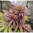 passion-fruit-4