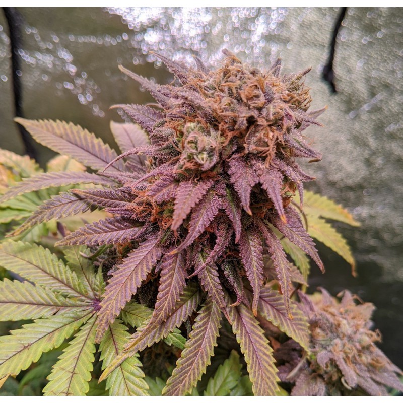 Passion Fruit Feminized by Dutch Passion Seeds Passion Fruit Feminized by Dutch Passion Seeds