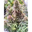 passion-fruit-4