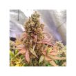 passion-fruit-4
