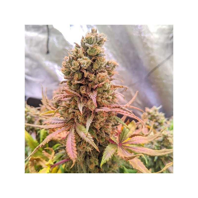 Passion Fruit Feminized by Dutch Passion Seeds Passion Fruit Feminized by Dutch Passion Seeds