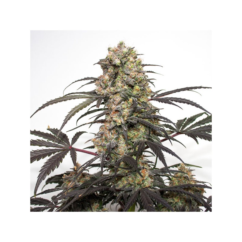 Passion Fruit Feminized by Dutch Passion Seeds Passion Fruit Feminized by Dutch Passion Seeds