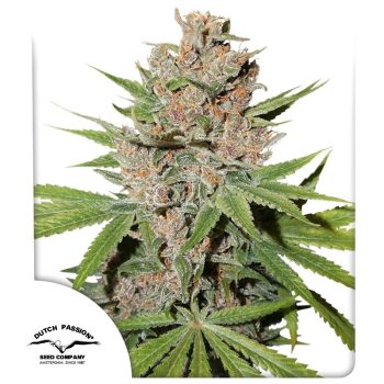 Passion Fruit Feminized by Dutch Passion Seeds