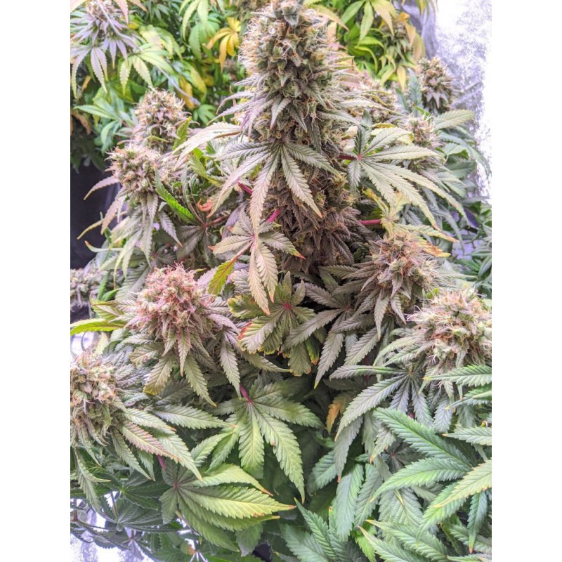 Passion Fruit Feminized by Dutch Passion Seeds Passion Fruit Feminized by Dutch Passion Seeds