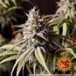 Peyote Cookies Feminized Cannabis Seeds by Barneys Farm