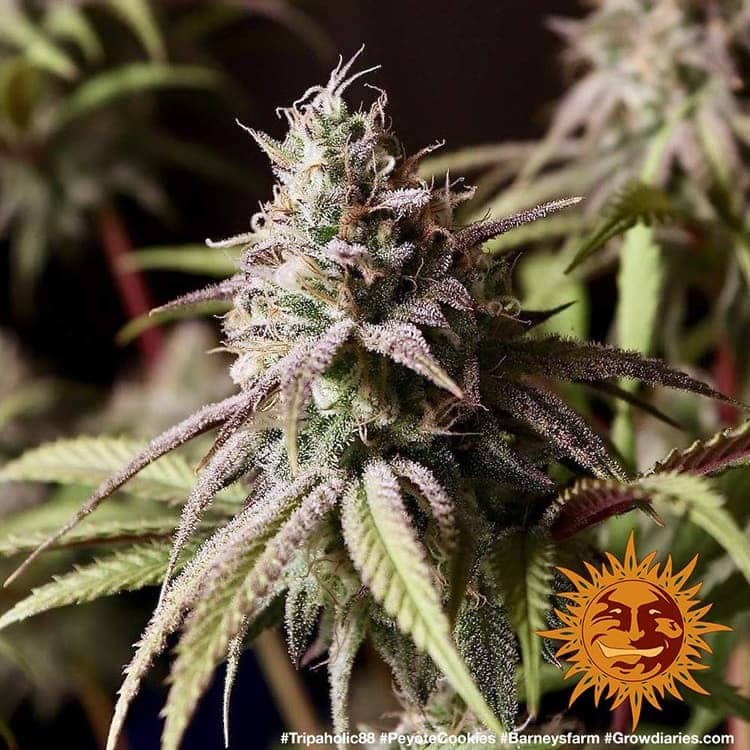 Peyote Cookies Feminized Cannabis Seeds by Barneys Farm Peyote Cookies Feminized Cannabis Seeds by Barneys Farm