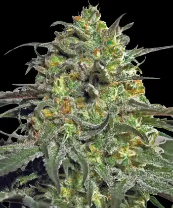 Peyote Cookies Feminized Cannabis Seeds by Barneys Farm