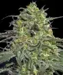 Peyote Cookies Feminized Cannabis Seeds by Barneys Farm