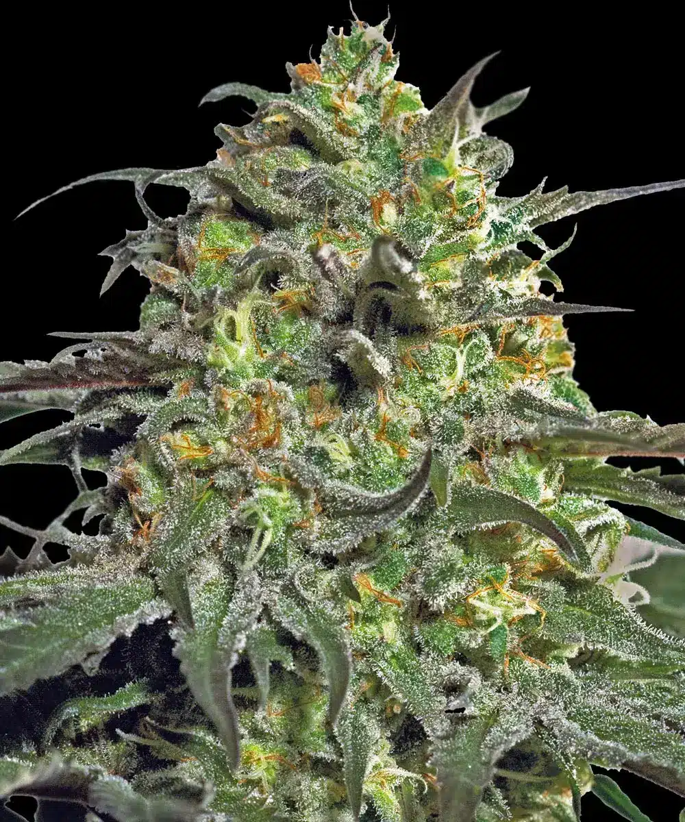 Peyote Cookies Feminized Cannabis Seeds by Barneys Farm Peyote Cookies Feminized Cannabis Seeds by Barneys Farm