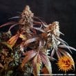 Peyote Critical Feminized Cannabis Seeds by Barneys Farm