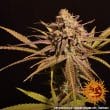 Peyote Critical Feminized Cannabis Seeds by Barneys Farm