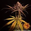 Peyote Critical Feminized Cannabis Seeds by Barneys Farm