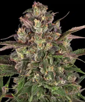 Peyote Critical Feminized Cannabis Seeds by Barneys Farm